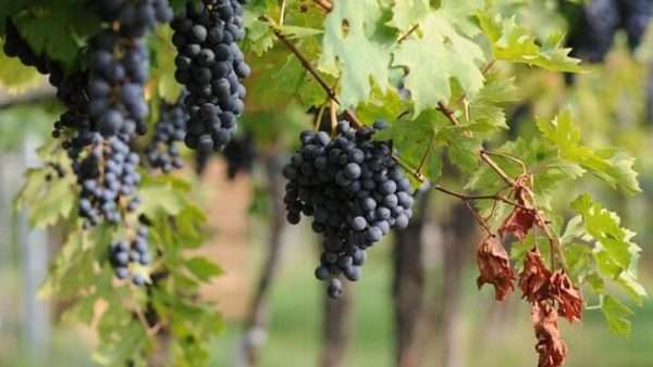 montepulciano_dabruzzo_doc