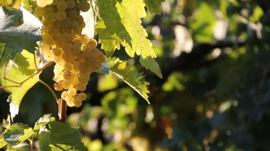 chardonnay