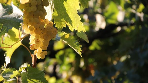 chardonnay