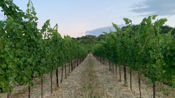 malvasia_vitigno