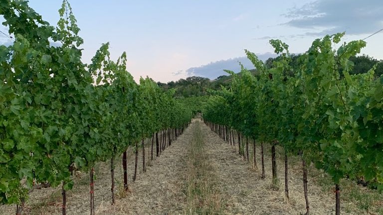 malvasia_vitigno